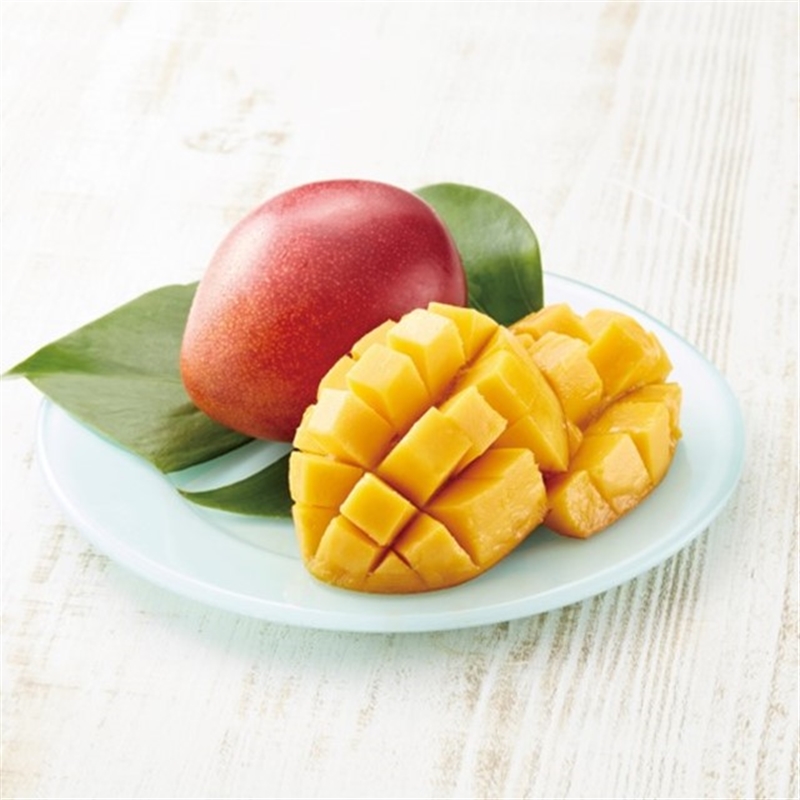 ＜沙羅＞山茶花