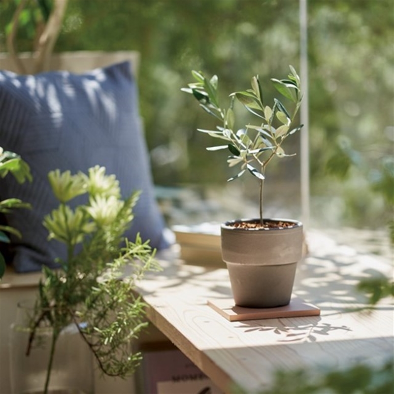 ＜ミストラル＞オレガノ