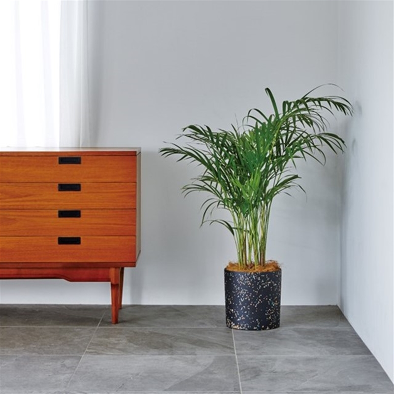 ＜ミストラル＞スーニオン