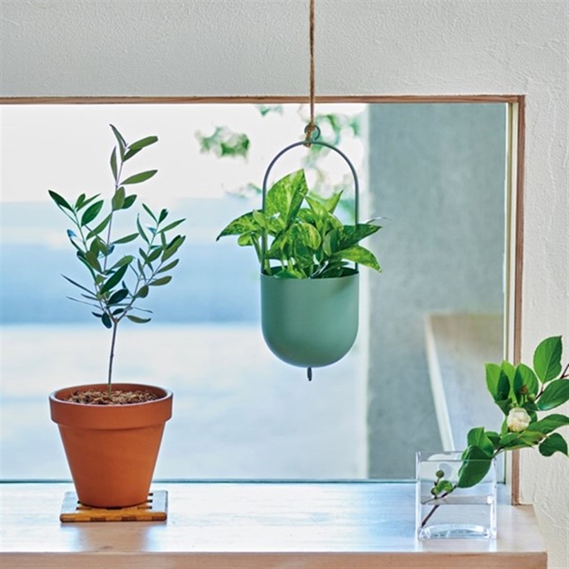 ＜ミストラル＞レモンバーム